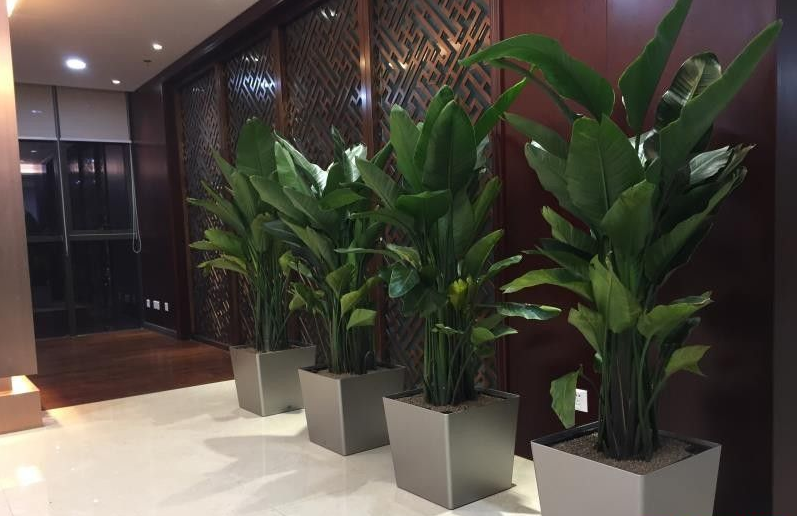綠植租賃指南之如何讓室內(nèi)鮮花存活時間長久